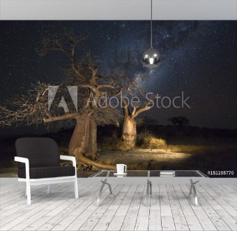 Picture of Baobab trees and the milkyway